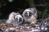 Long-eared Owls