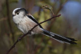 Long-tailed Tit
