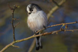 Long-tailed Tit