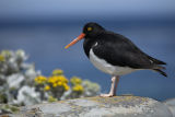 Magellanic Oystercatcher