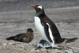 Gentoo Penguin