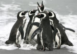 Penguins