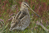 Magellanic Snipe