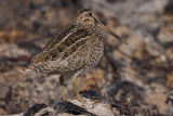 Magellanic Snipe