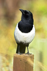 Magpie