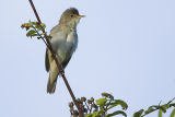Marsh Warbler