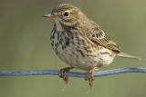 Meadow Pipit