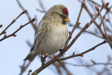Mealy Redpoll
