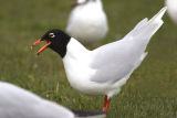 Mediterranean Gull