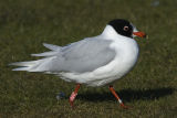 Mediterranean Gull