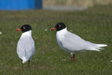 Mediterranean Gulls