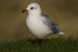 Mediterranean Gull