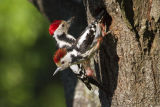 Middle Spotted Woodpecker