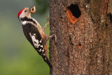 Middle Spotted Woodpecker