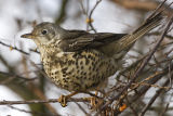 Mistle Thrush