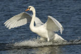Mute Swan
