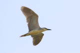 Night Heron