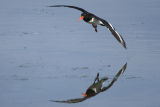 Oystercatcher