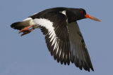 Oystercatcher