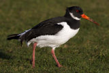 Oystercatcher