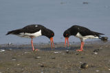 Oystercatchers