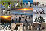 Penguins