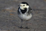 Pied Wagtail