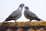 Wood Pigeons