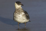 Pomarine Skua