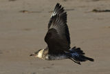 Pomarine Skua
