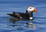 Puffin