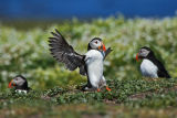 Puffin