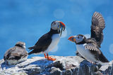 Puffin