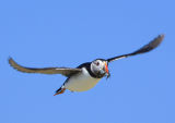 Puffin