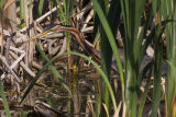 Purple Heron