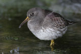 Purple Sandpiper