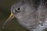 Purple Sandpiper