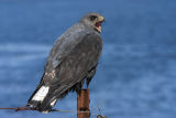 Red-backed Buzzards