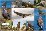 Red-backed Buzzards