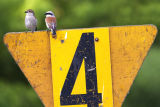 Red-backed Shrikes