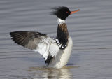 Red-breasted Merganser