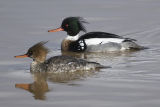 Red-breasted Mergansers