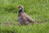Red-legged Partridge