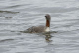 Red-throated Diver