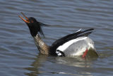 Red-breasted Merganser
