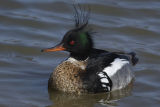 Red-breasted Merganser