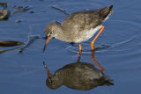 Redshank