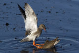 Redshank