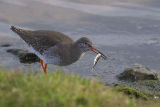 Redshank