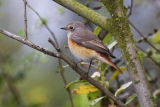 Common Redstart